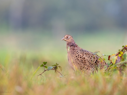 Bażant (ang. Common Pheasant, łac. Phasianus colchicus) - 9914- Fotografia Przyrodnicza - WlodekSmardz.pl