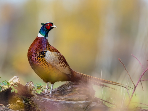 Bażant (ang. Common Pheasant, łac. Phasianus colchicus) - 1882- Fotografia Przyrodnicza - WlodekSmardz.pl