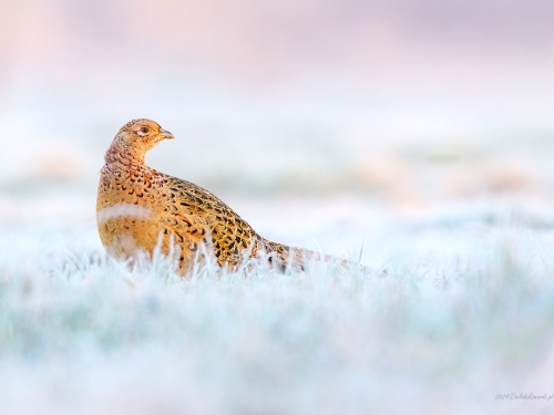 Bażant (ang. Common Pheasant, łac. Phasianus colchicus) - 5930- Fotografia Przyrodnicza - WlodekSmardz.pl