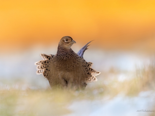 Bażant- Fotografia Przyrodnicza - WlodekSmardz.pl