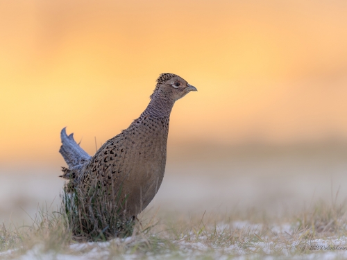 Bażant (ang. Common Pheasant, łac. Phasianus colchicus) - 2732- Fotografia Przyrodnicza - WlodekSmardz.pl