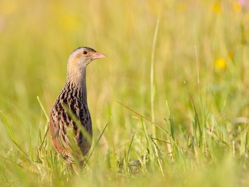 Derkacz (ang. Corn Crake, łac. Crex crex) - 7115- Fotografia Przyrodnicza - WlodekSmardz.pl