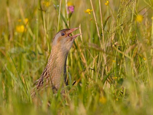 Derkacz (ang. Corn Crake, łac. Crex crex) - 7060- Fotografia Przyrodnicza - WlodekSmardz.pl