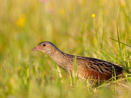 Derkacz (ang. Corn Crake, łac. Crex crex) - 7011- Fotografia Przyrodnicza - WlodekSmardz.pl