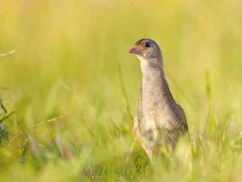 Derkacz (ang. Corn Crake, łac. Crex crex) - 7901- Fotografia Przyrodnicza - WlodekSmardz.pl