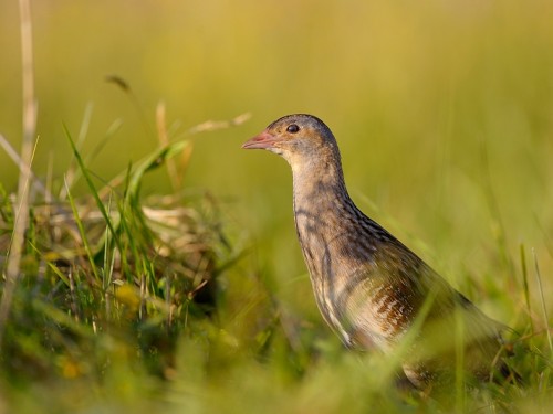 Derkacz (ang. Corn Crake, łac. Crex crex) - 7108- Fotografia Przyrodnicza - WlodekSmardz.pl