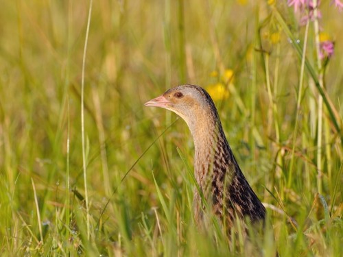 Derkacz (ang. Corn Crake, łac. Crex crex) - 7055- Fotografia Przyrodnicza - WlodekSmardz.pl