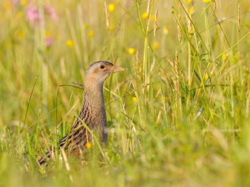 Derkacz (ang. Corn Crake, łac. Crex crex) - 7020- Fotografia Przyrodnicza - WlodekSmardz.pl