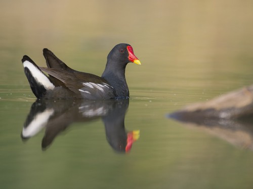 Kokoszka (ang. Common Moorhen, łac. Gallinula chloropus) - 5172 - Fotografia Przyrodnicza - WlodekSmardz.pl