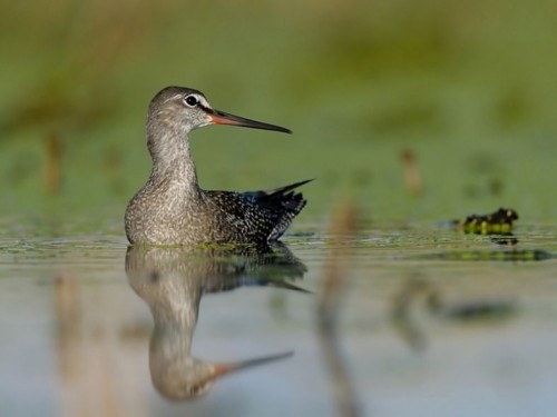 Brodziec śniady (ang. Spotted Redshank, łac. Tringa erythropus)- Fotografia Przyrodnicza - WlodekSmardz.pl