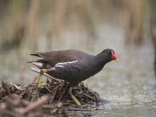 Kokoszka (ang. Common Moorhen, łac. Gallinula chloropus) - 3719 - Fotografia Przyrodnicza - WlodekSmardz.pl