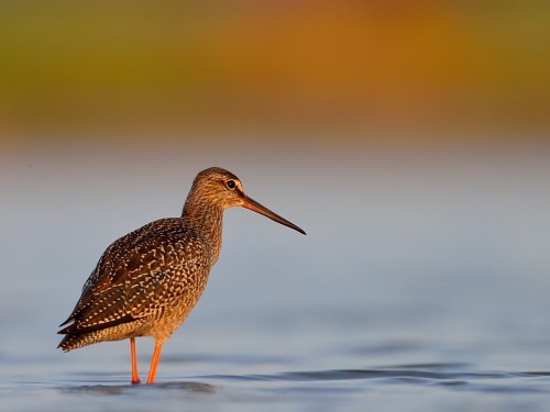 Brodziec śniady (ang. Spotted Redshank, łac. Tringa erythropus) - 0127- Fotografia Przyrodnicza - WlodekSmardz.pl