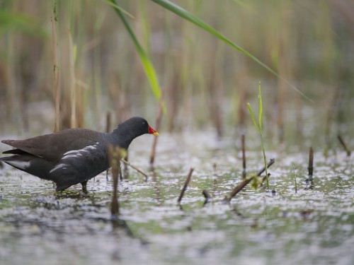 Kokoszka (ang. Common Moorhen, łac. Gallinula chloropus) - 3783 - Fotografia Przyrodnicza - WlodekSmardz.pl