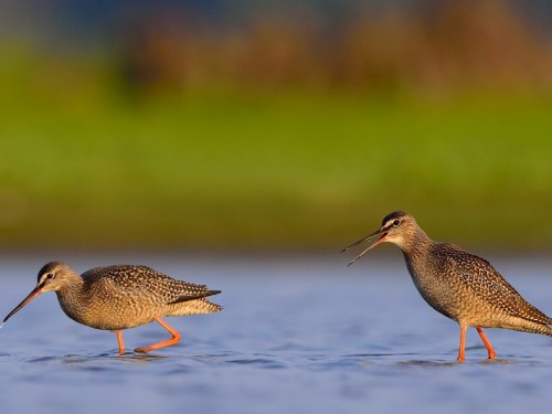 Brodziec śniady (ang. Spotted Redshank, łac. Tringa erythropus) - 0037- Fotografia Przyrodnicza - WlodekSmardz.pl