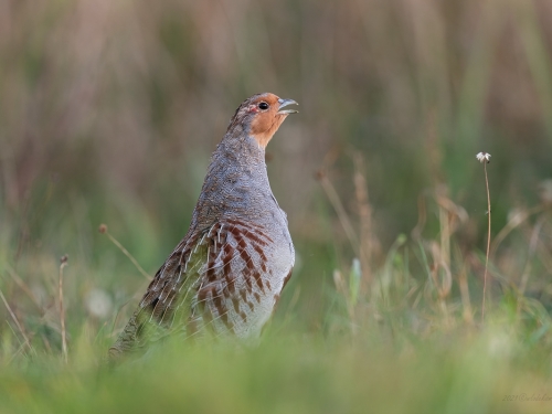 Kuropatwa (ang. Grey Partridge , łac. Perdix perdix) - 2451 - Fotografia Przyrodnicza - WlodekSmardz.pl