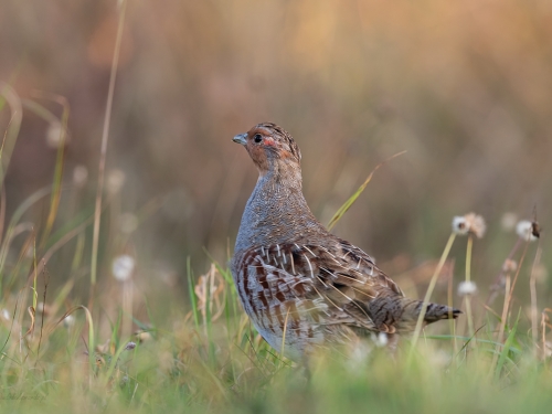 Kuropatwa (ang. Grey Partridge , łac. Perdix perdix) - 2432 - Fotografia Przyrodnicza - WlodekSmardz.pl