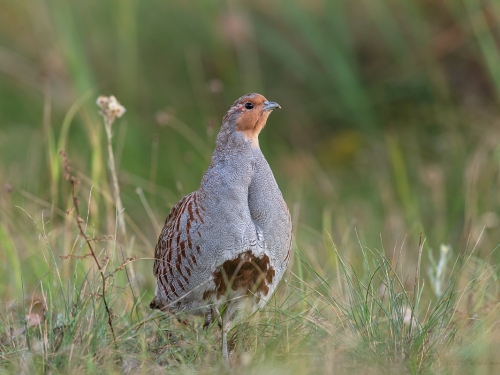 Kuropatwa (ang. Grey Partridge , łac. Perdix perdix) - 2576 - Fotografia Przyrodnicza - WlodekSmardz.pl