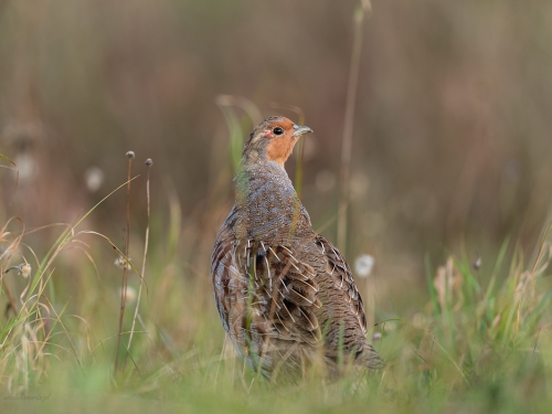 Kuropatwa (ang. Grey Partridge , łac. Perdix perdix) - 2857 - Fotografia Przyrodnicza - WlodekSmardz.pl