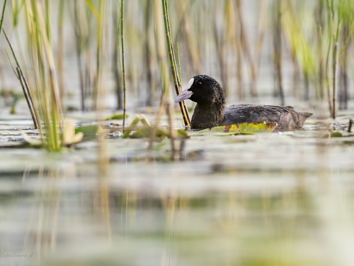 Łyska (ang. Common Coot, łac. Fulica atra) - 5144 - Fotografia Przyrodnicza - WlodekSmardz.pl