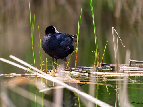 Łyska (ang. Common Coot, łac. Fulica atra) - 0086 - Fotografia Przyrodnicza - WlodekSmardz.pl
