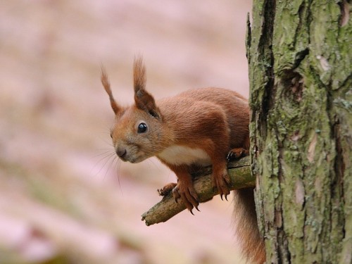 Wiewiórka ruda (ang. Red squirrel, łac. Sciurus vulgaris) - Fotografia Przyrodnicza - WlodekSmardz.pl