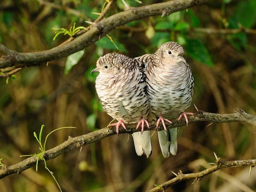 Łuskowiak jarzębaty (ang. Scaled Dove, łac. Columbina squammata) - Fotografia Przyrodnicza - WlodekSmardz.pl