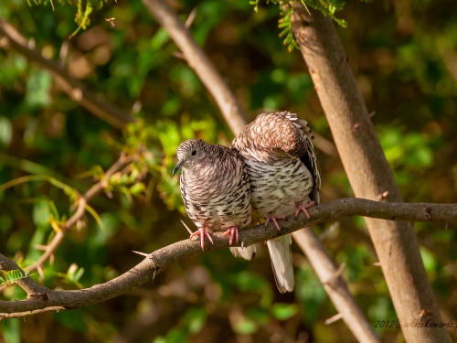 Łuskowiak jarzębaty (ang. Scaled Dove, łac. Columbina squammata) 3506- Fotografia Przyrodnicza - WlodekSmardz.pl