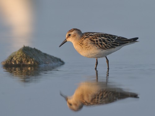 Biegus malutki (ang. Little Stint, łac. Calidris minuta)- Fotografia Przyrodnicza - WlodekSmardz.pl