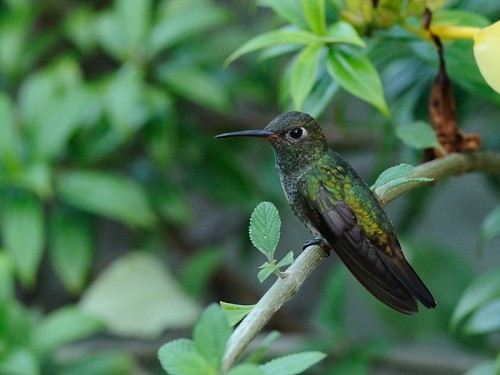 Szmaragdzik lśniący (ang. Glittering-throated Emerald, łac. Amazilia fimbriata) - Fotografia Przyrodnicza - WlodekSmardz.pl