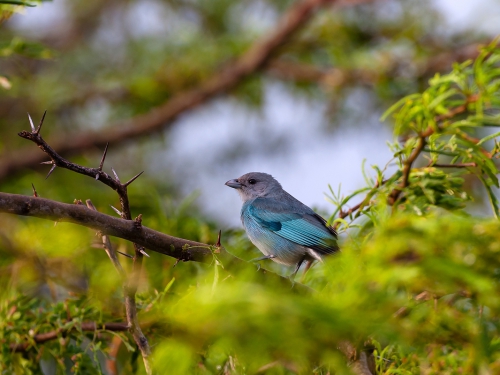 Tanagra niebieska (ang. Blue-grey, łac. Thraupis episcopus) - 3475 - Fotografia Przyrodnicza - WlodekSmardz.pl