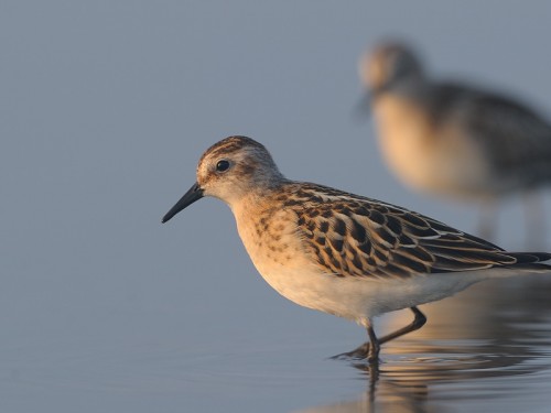 Biegus malutki (ang. Little Stint, łac. Calidris minuta)- Fotografia Przyrodnicza - WlodekSmardz.pl