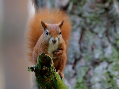 Wiewiórka ruda (ang. Red squirrel, łac. Sciurus vulgaris) - 0586 - Fotografia Przyrodnicza - WlodekSmardz.pl