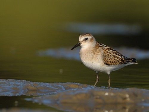 Biegus malutki (ang. Little Stint, łac. Calidris minuta)- Fotografia Przyrodnicza - WlodekSmardz.pl