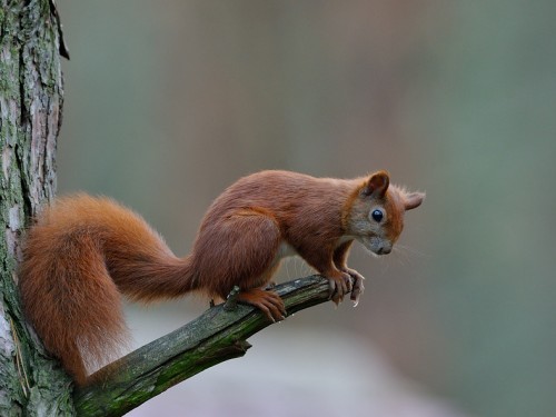 Wiewiórka ruda (ang. Red squirrel, łac. Sciurus vulgaris) - 0001 - Fotografia Przyrodnicza - WlodekSmardz.pl
