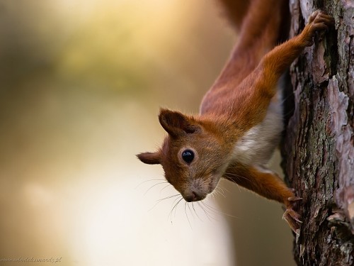 Wiewiórka ruda (ang. Red squirrel, łac. Sciurus vulgaris) - 0242 - Fotografia Przyrodnicza - WlodekSmardz.pl