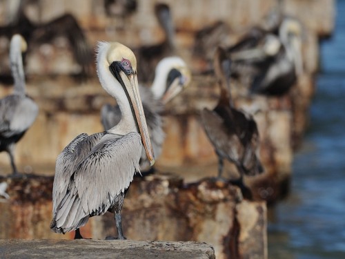 Pelikan brunatny (ang. Brown Pelican, łac. Pelecanus occidentalis) - Fotografia Przyrodnicza - WlodekSmardz.pl
