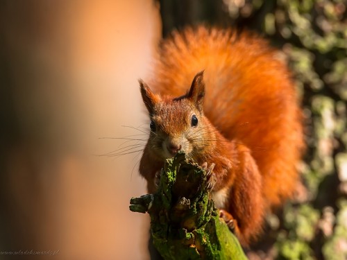 Wiewiórka ruda (ang. Red squirrel, łac. Sciurus vulgaris) - 0305 - Fotografia Przyrodnicza - WlodekSmardz.pl