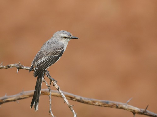 Przedrzeźniacz siwy (ng. Tropical Mockingbird, łac. Mimus glivus) - Fotografia Przyrodnicza - WlodekSmardz.pl