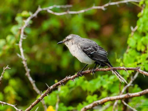 Przedrzeźniacz siwy (ng. Tropical Mockingbird, łac. Mimus glivus) 3426 - Fotografia Przyrodnicza - WlodekSmardz.pl
