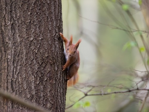 Wiewiórka ruda (ang. Red squirrel, łac. Sciurus vulgaris) - Fotografia Przyrodnicza - WlodekSmardz.pl