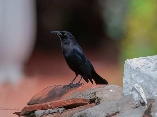 Wilgowron meksykański (ang.  Great-tailed Grackle, łac. Quiscalus mexicanus) 4707- Fotografia Przyrodnicza - WlodekSmardz.pl