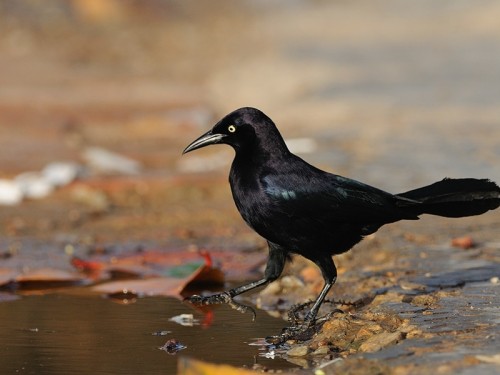 Wilgowron meksykański (ang.  Great-tailed Grackle, łac. Quiscalus mexicanus) - Fotografia Przyrodnicza - WlodekSmardz.pl