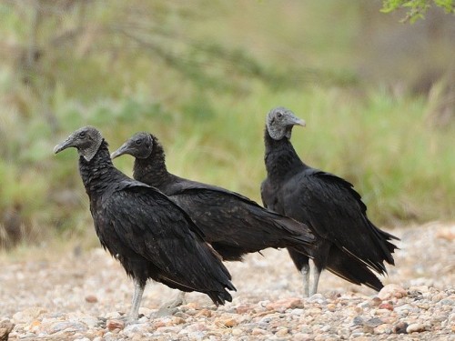 Sępnik czarny (ang. Black Vulture, łac. Coragyps atratus) - Fotografia Przyrodnicza - WlodekSmardz.pl