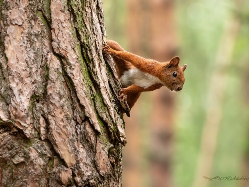 Wiewiórka ruda (ang. Red squirrel, łac. Sciurus vulgaris) - 3110 - Fotografia Przyrodnicza - WlodekSmardz.pl