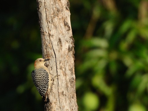 Dzięciur czerwonołbisty (ang. Red-crowned Woodpecker, łac. Melanerpes rubricapillus) - Fotografia Przyrodnicza - WlodekSmardz.pl