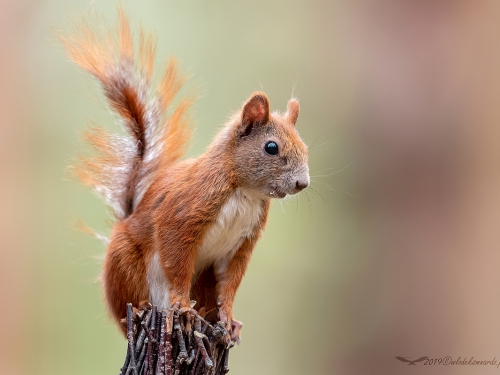 Wiewiórka ruda (ang. Red squirrel, łac. Sciurus vulgaris) - 6646 - Fotografia Przyrodnicza - WlodekSmardz.pl