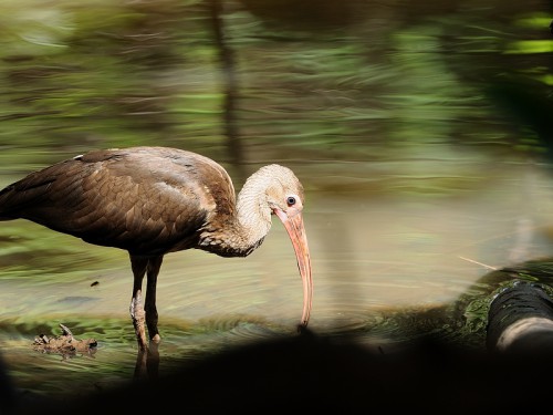 Ibis kasztanowaty (ang. Glossy or White-faced Ibis, łac.Plegadis falcinellus) - Fotografia Przyrodnicza - WlodekSmardz.pl