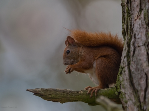 Wiewiórka ruda (ang. Red squirrel, łac. Sciurus vulgaris) - 1806 - Fotografia Przyrodnicza - WlodekSmardz.pl