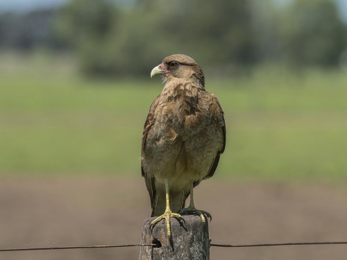 Trębacz brązowy (ang. Chimango Caracara, łac. Phalcoboenus chimango) - 5997- Fotografia Przyrodnicza - WlodekSmardz.pl