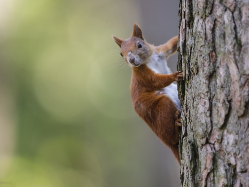 Wiewiórka ruda (ang. Red squirrel, łac. Sciurus vulgaris) - 3417 - Fotografia Przyrodnicza - WlodekSmardz.pl